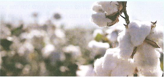 (בספר איור של נוגה ושביט משוחחים)